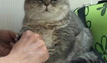 新闻爆料奇怪的猫咪视频,这是外星生物吗？